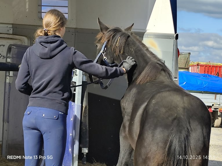 Connemara Mix Mare 1 year 14,1 hh Black in Buchen (Odenwald)