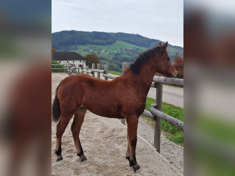 Connemara Mare 1 year 14,1 hh Brown in Behamberg