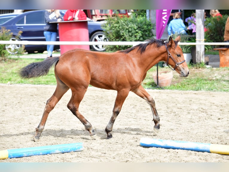 Connemara Mare 1 year 14,1 hh Brown in Behamberg