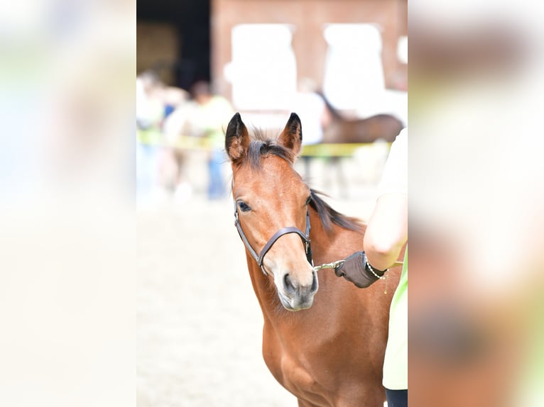 Connemara Mare 1 year 14,1 hh Brown in Behamberg