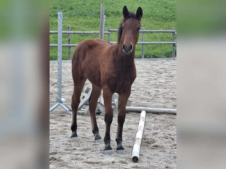 Connemara Mare 1 year 14,1 hh Brown in Behamberg