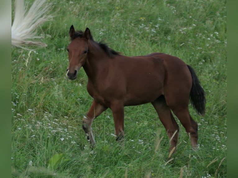 Connemara Mare 1 year 14,1 hh Brown in Behamberg