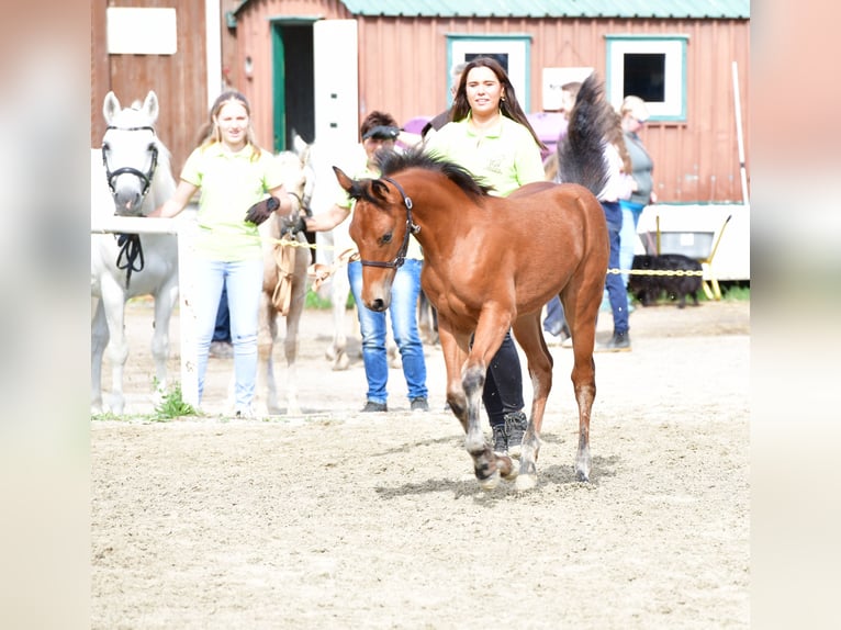 Connemara Mare 1 year 14,1 hh Brown in Behamberg