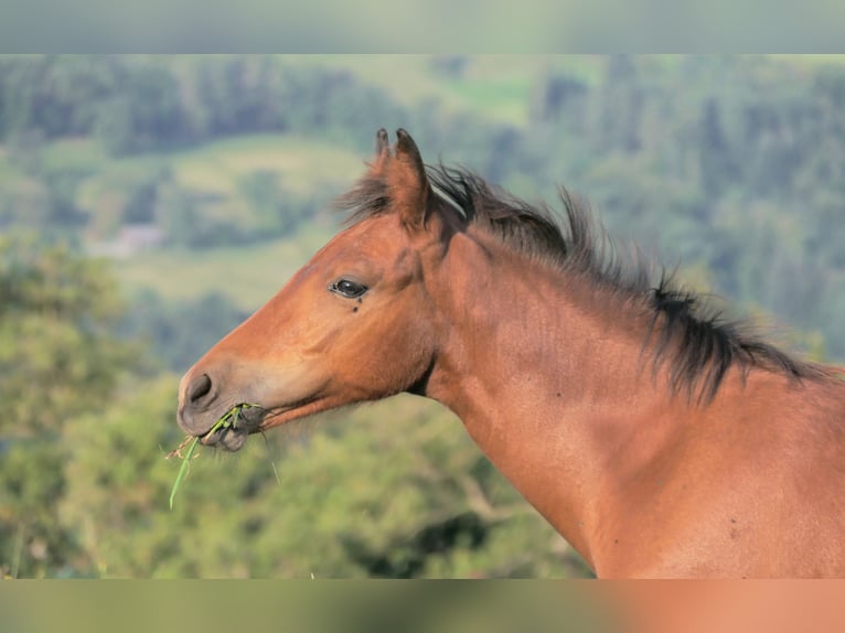 Connemara Mare 1 year 14,1 hh Brown in Behamberg