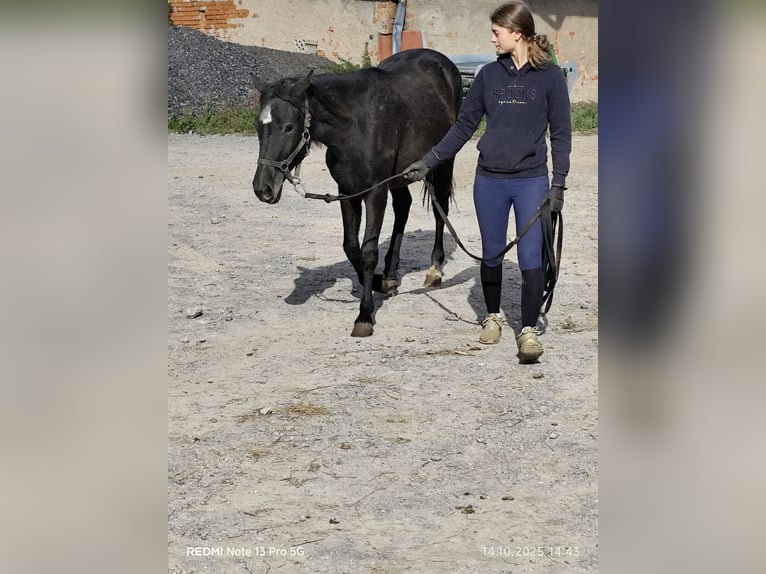 Connemara Mix Mare 1 year 14,2 hh Black in Buchen (Odenwald)