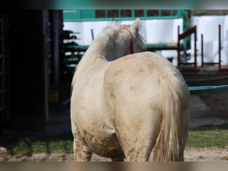 Connemara Mix Mare 1 year 14,2 hh Cremello in Buchen (Odenwald)