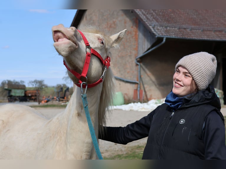 Connemara Mix Mare 1 year 14,2 hh Cremello in Buchen (Odenwald)