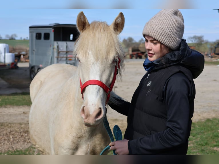 Connemara Mix Mare 1 year 14,2 hh Cremello in Buchen (Odenwald)