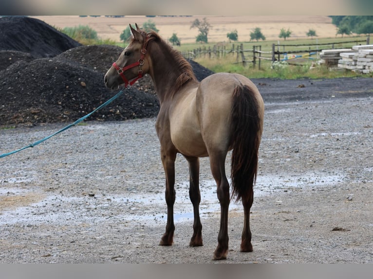 Connemara Mix Mare 1 year 14,2 hh Dun in Buchen Waldhausen