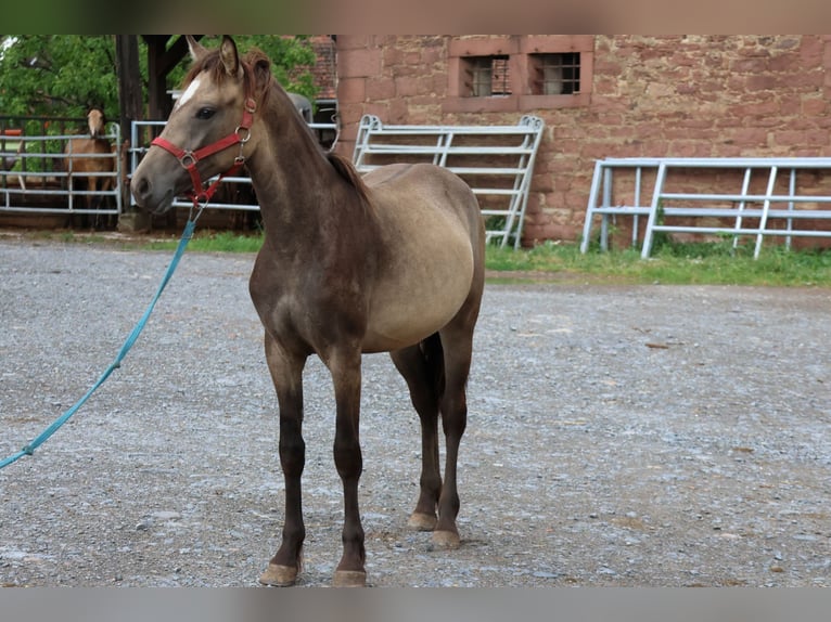 Connemara Mix Mare 1 year 14,2 hh Dun in Buchen Waldhausen