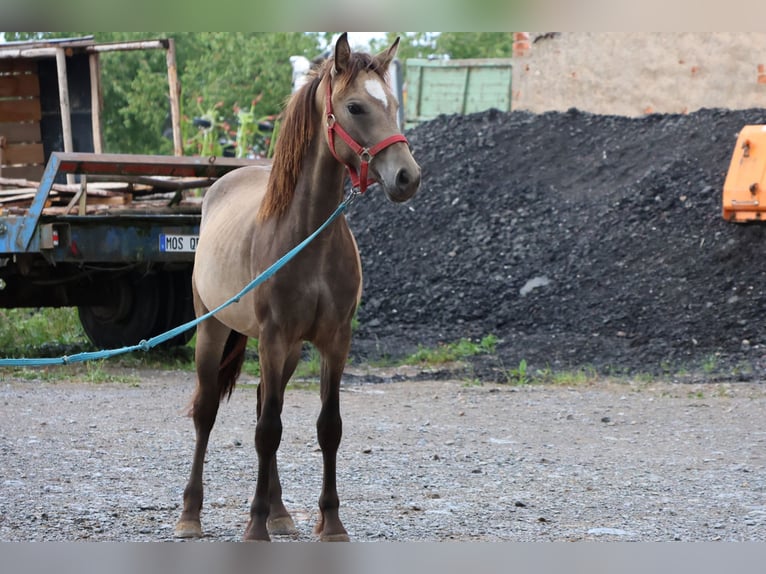 Connemara Mix Mare 1 year 14,2 hh Dun in Buchen Waldhausen