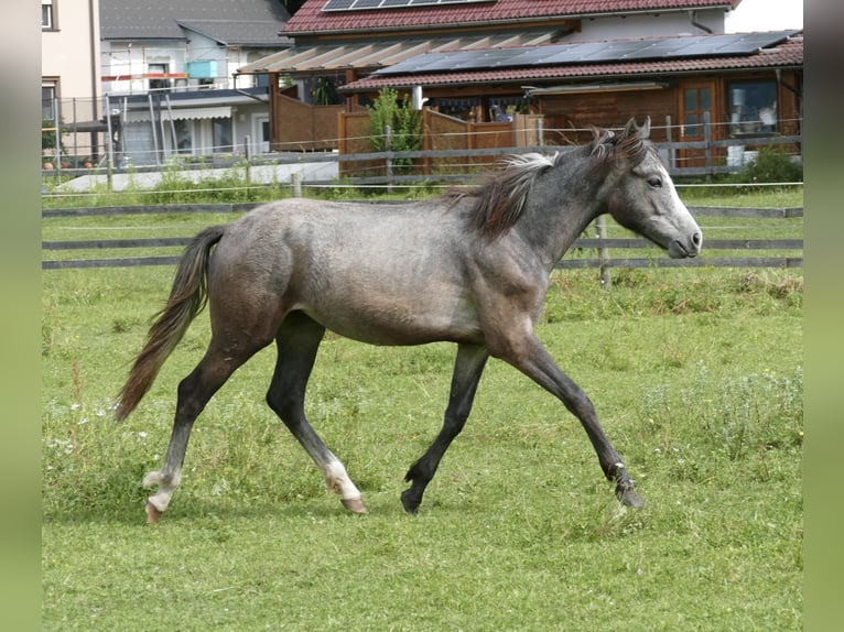 Connemara Mare 1 year 14,2 hh Gray in Leoben