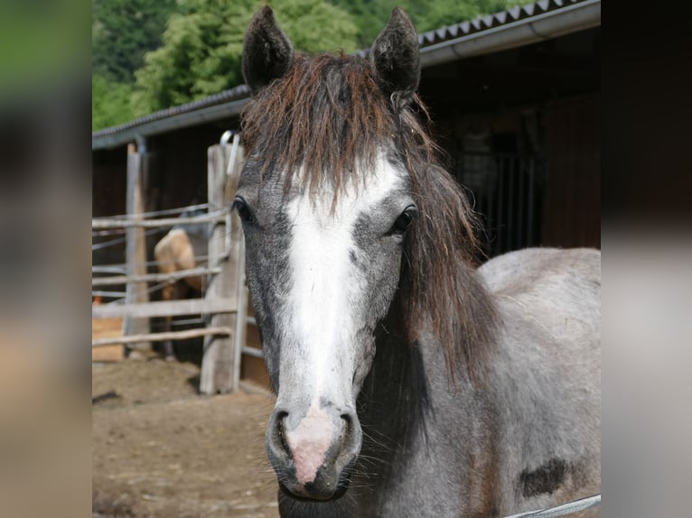 Connemara Mare 1 year 14,2 hh Gray in Leoben