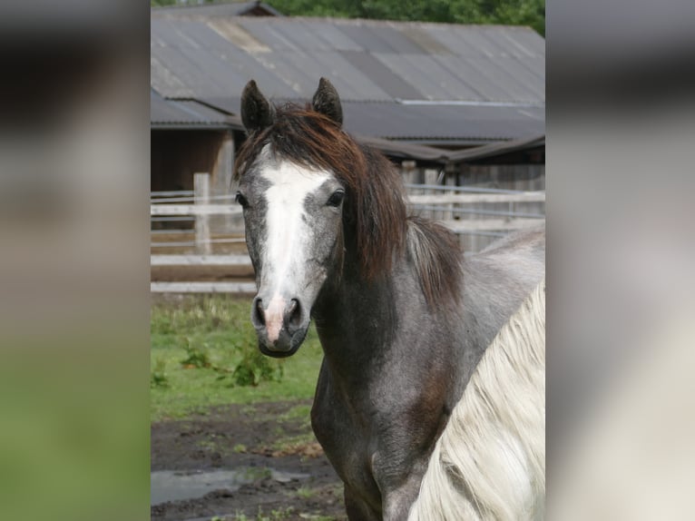 Connemara Mare 1 year 14,2 hh Gray in Leoben