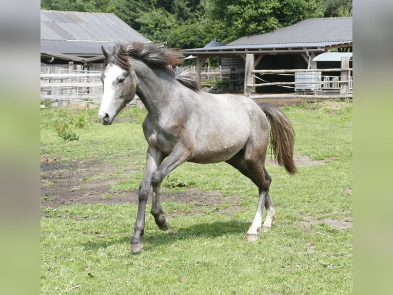 Connemara Mare 1 year 14,2 hh Gray in Leoben