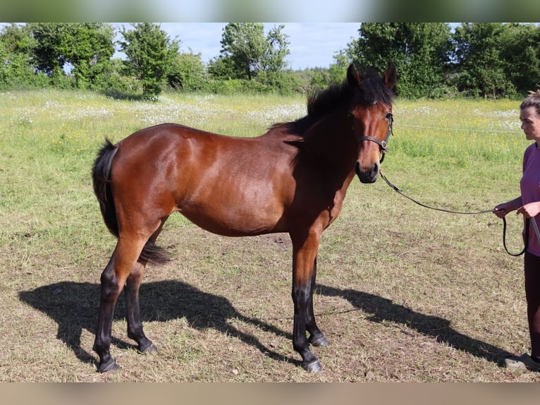 Connemara Mix Mare 1 year 16 hh Bay in Limerick