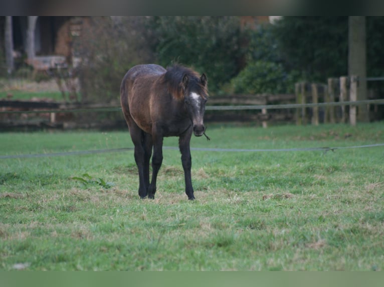 Connemara Mare 1 year Gray in Brecht