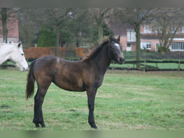 Connemara Mare 1 year Gray in Brecht