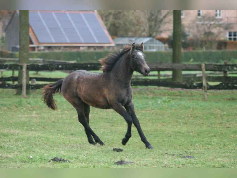 Connemara Mare 1 year Gray in Brecht