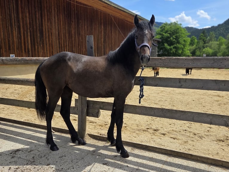 Connemara Mare 1 year Grey in Gußwerk