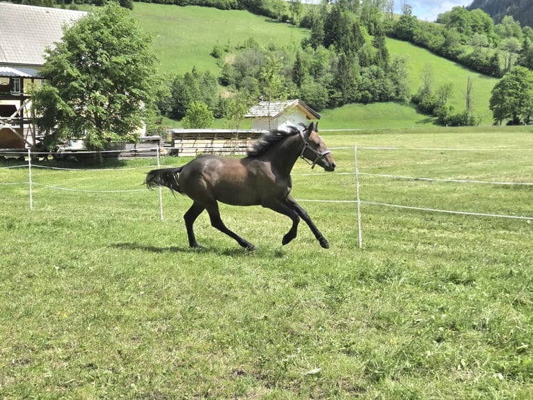 Connemara Mare 1 year Grey in Gußwerk