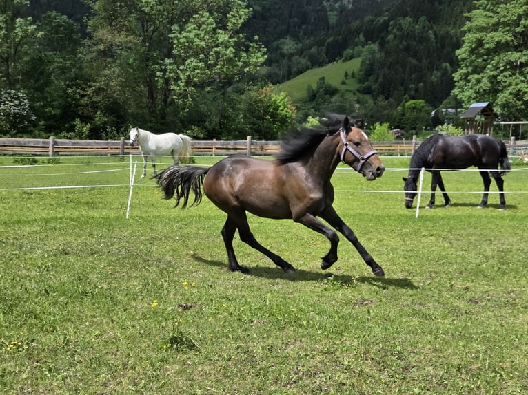 Connemara Mare 1 year Grey in Gußwerk