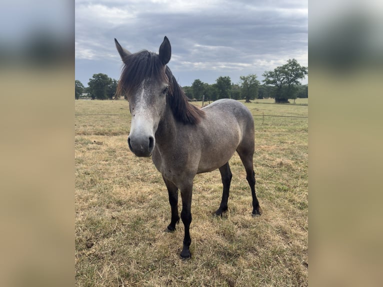 Connemara Mare 1 year Grey in Azat-le-ris