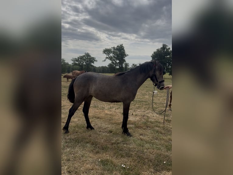 Connemara Mare 1 year Grey in Azat-le-ris
