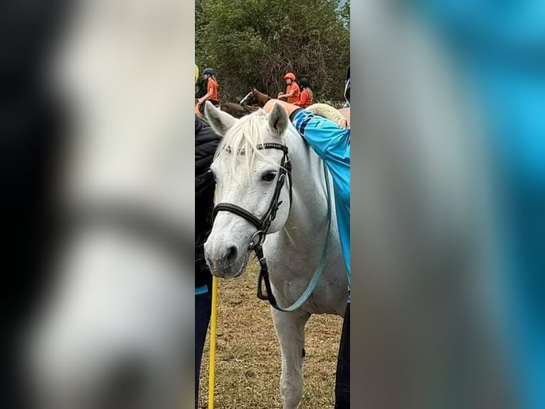 Connemara Mare 20 years 13,3 hh Grey in Meinisberg