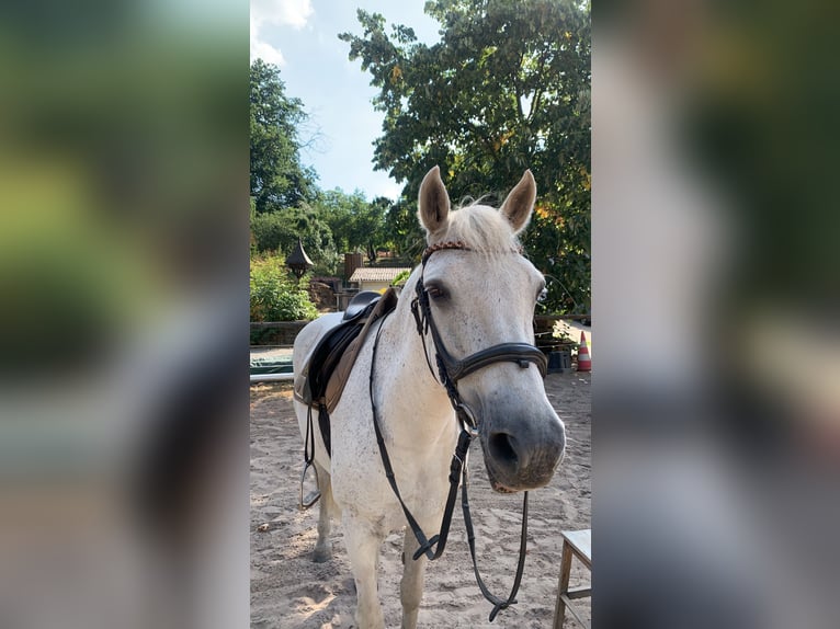 Connemara Mare 20 years 14,2 hh in Birkenau