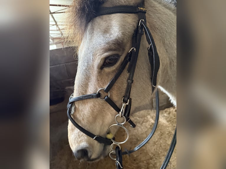 Connemara Mix Mare 21 years 14,2 hh Dun in Limerick