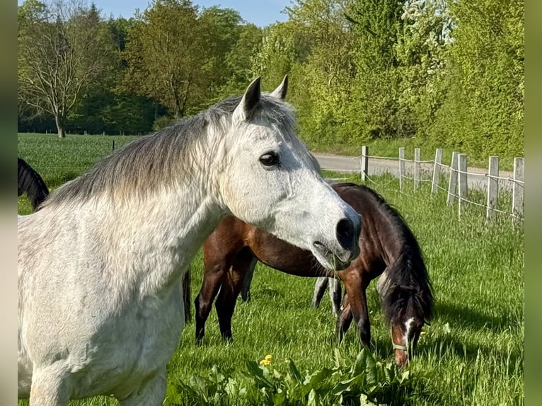 Connemara Mare 21 years 14 hh Grey-Dapple in Osdorf