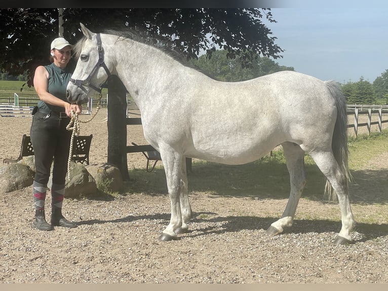 Connemara Mare 21 years 14 hh Grey-Dapple in Osdorf