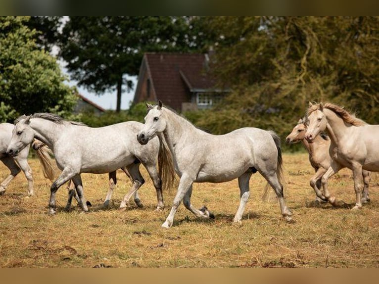 Connemara Mare 21 years 14 hh Grey-Dapple in Osdorf
