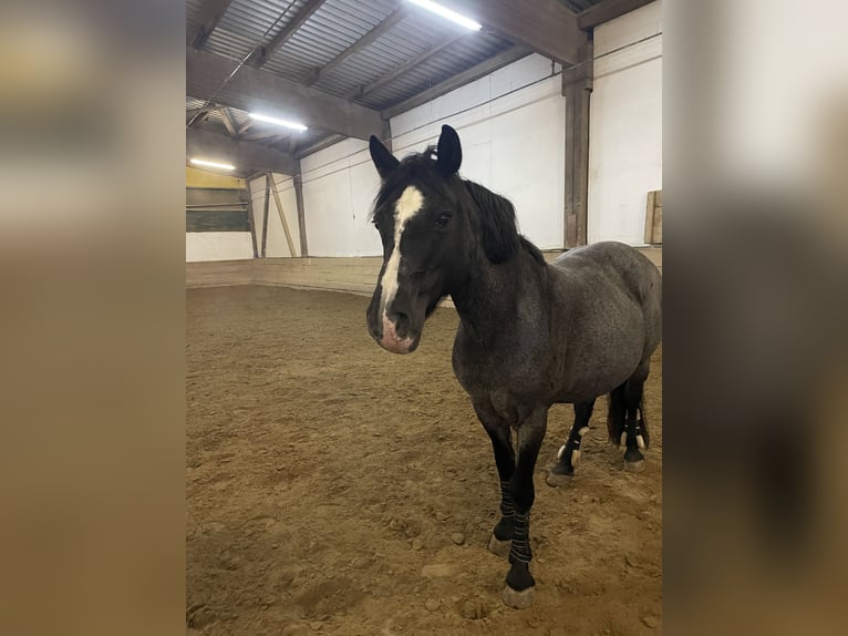 Connemara Mix Mare 23 years 14,2 hh Gray-Blue-Tan in Neu-Ulm