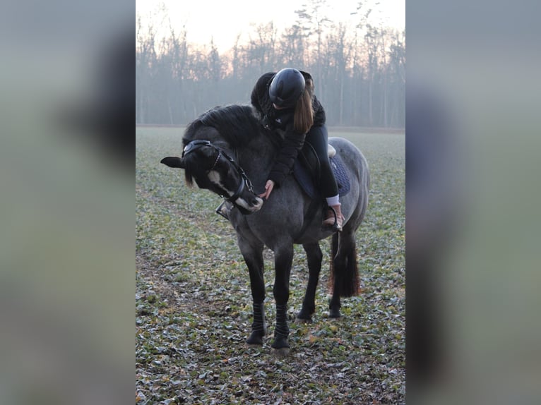 Connemara Mix Mare 23 years 14,2 hh Gray-Blue-Tan in Neu-Ulm