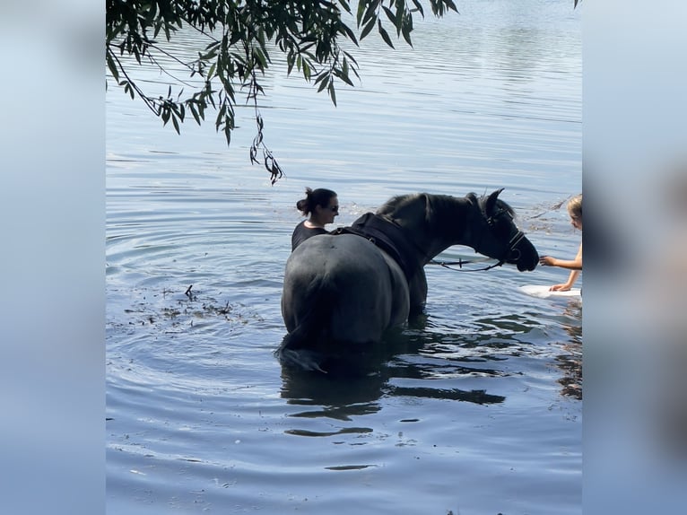 Connemara Mix Mare 23 years 14,2 hh Gray-Blue-Tan in Neu-Ulm