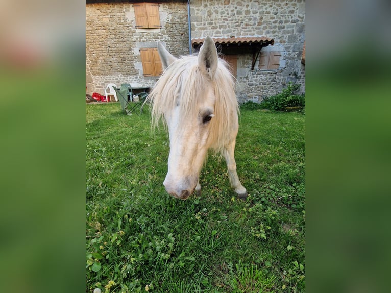 Connemara Mix Mare 28 years 13,2 hh Grey in Compreignac