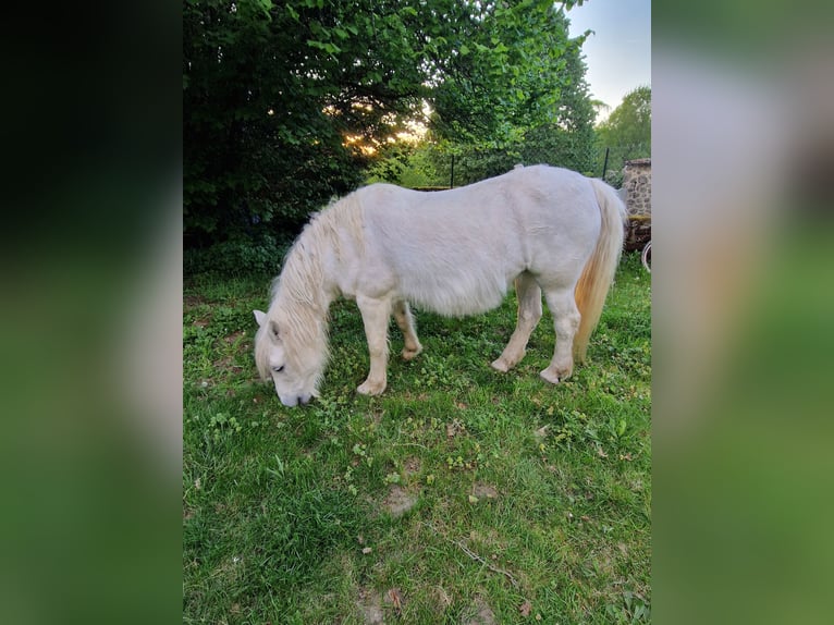 Connemara Mix Mare 28 years 13,2 hh Grey in Compreignac