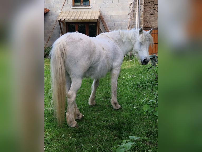 Connemara Mix Mare 28 years 13,2 hh Grey in Compreignac