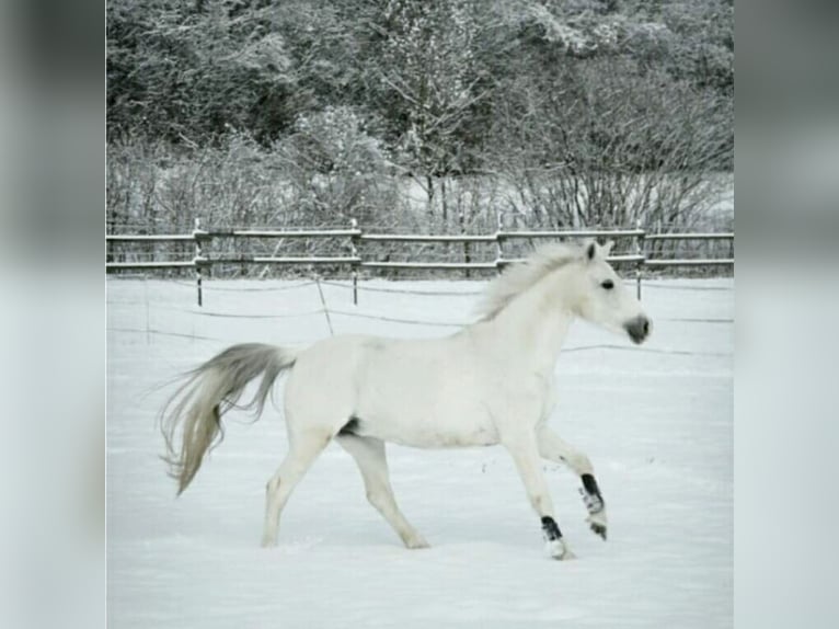 Connemara Mare 29 years 13.2 hh Grey in Zweibrücken