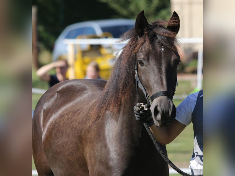 Connemara Mare 2 years 13,2 hh Dun in Straskov 32