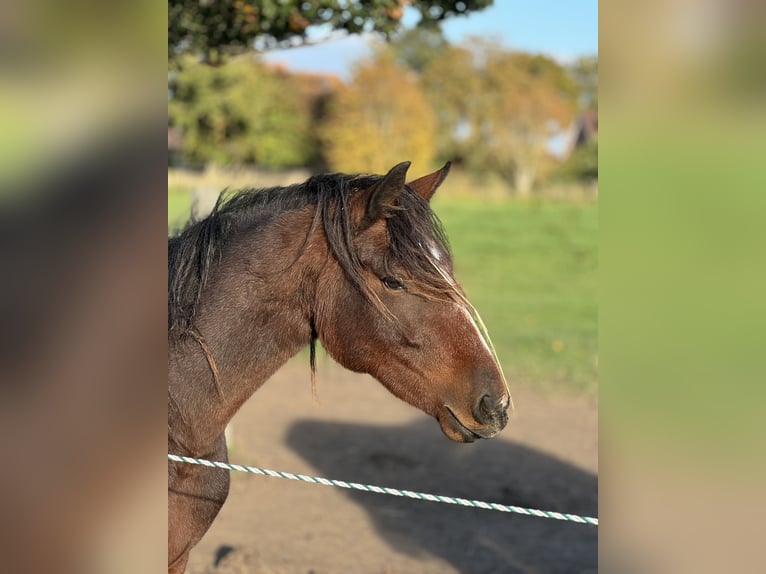 Connemara Mare 2 years 13,2 hh Brown in Osdorf