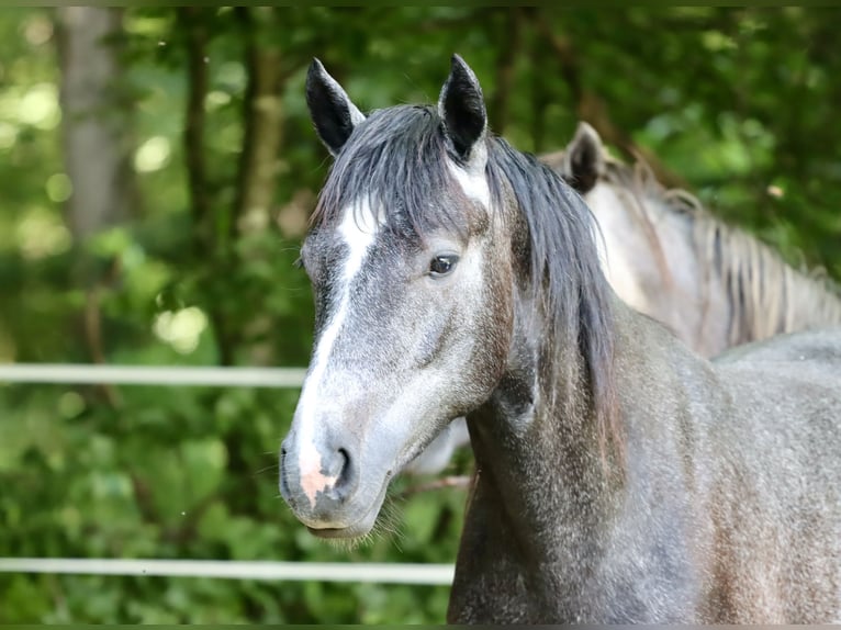 Connemara Mare 2 years 14,1 hh in Greding