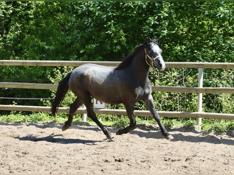 Connemara Mare 2 years 14,1 hh in Greding