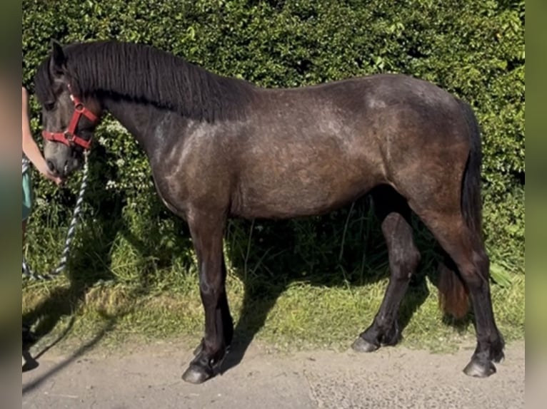 Connemara Mare 2 years 14.2 hh Grey in Cumbria