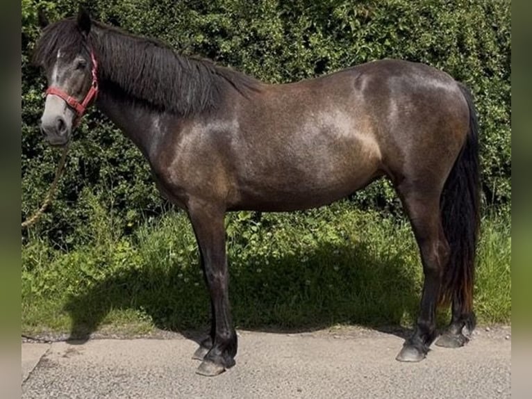 Connemara Mare 2 years 14.2 hh Grey in Cumbria