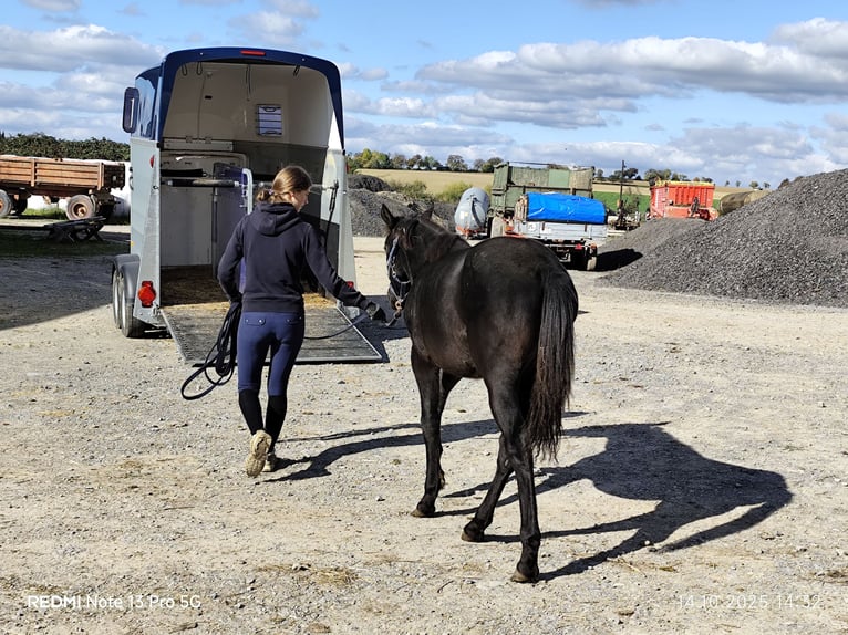 Connemara Mix Mare 2 years 14,1 hh Black in Buchen (Odenwald)