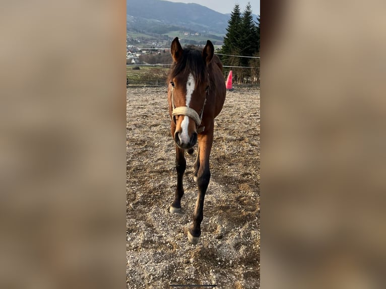 Connemara Mix Mare 2 years 14,1 hh in Kapelleramt