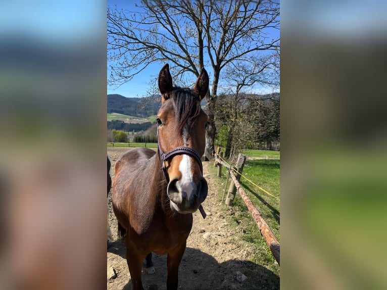 Connemara Mix Mare 2 years 14,1 hh in Kapelleramt